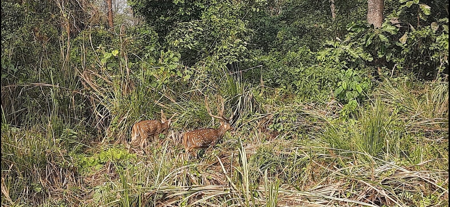 Jungle Safari in Nepal