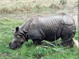 Chitwan National Park Jungle Safari