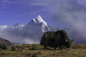 Yak and Yeti in Everest